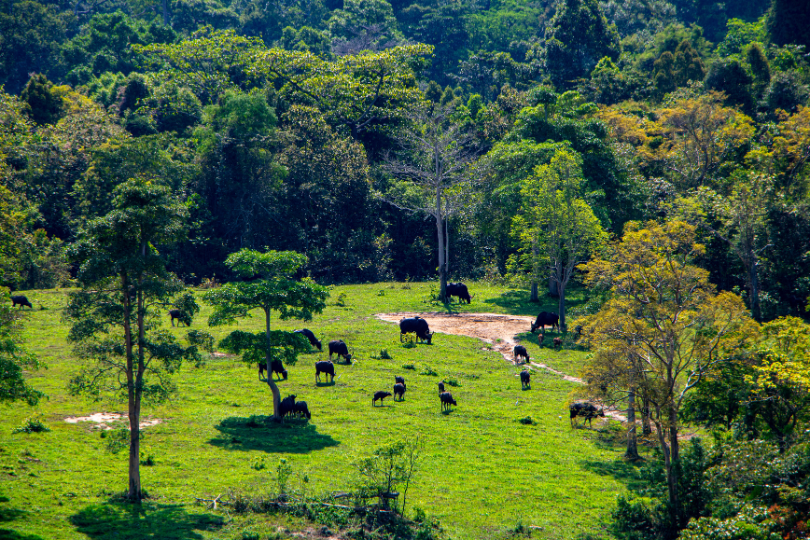 nature wellness Thailand